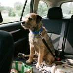 A dog seat belt buckle clipped securely into a car seat tether.