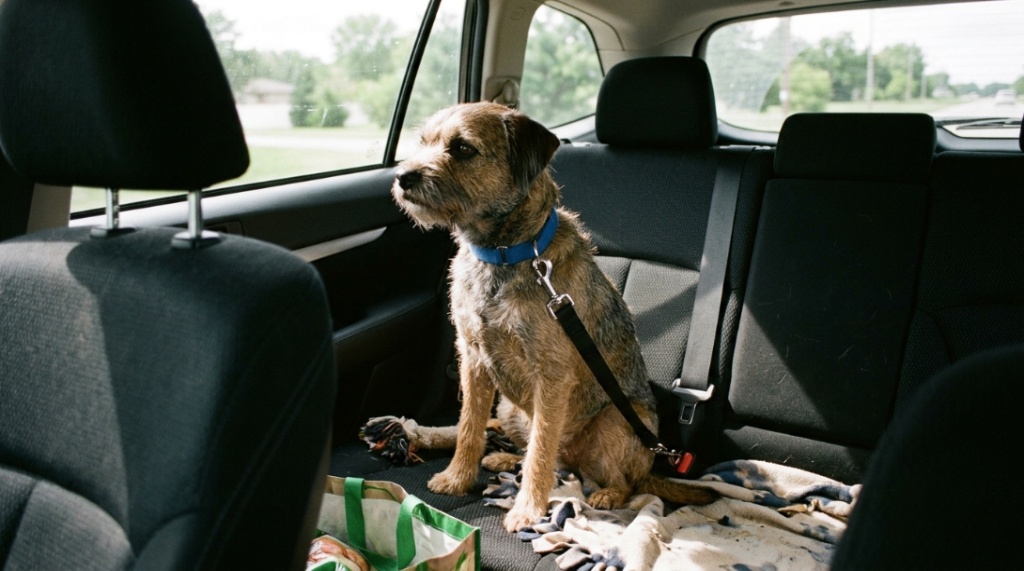 A dog seat belt buckle clipped securely into a car seat tether.
