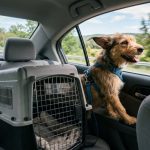 Collapsed folding dog crate and travel gear packed inside car trunk.