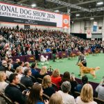 Crowds watching purebred dog breed judging at the National Dog Show 2026 inside the Greater Philadelphia Expo Center